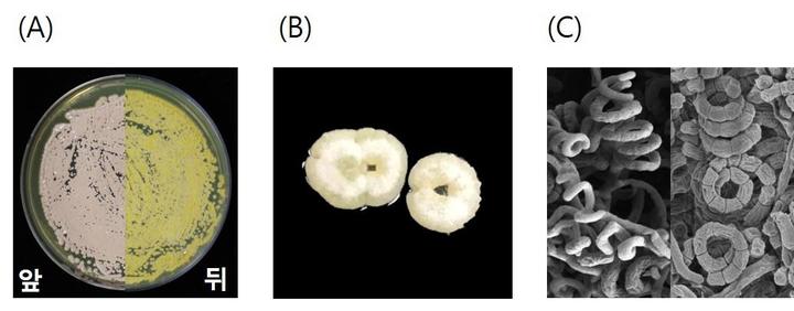 [서울=뉴시스] 식물 균핵병 예방 효과가 확인된 자생 방선균 '스트렙토마이세스 뮤리누스 JS029'의 형태적 특성. 왼쪽부터 한천배지에서 자라는 모습, 콜로니(고형배지에서 육안으로 볼 수 있는 집단) 모습, 주사전자현미경으로 관찰한 포자의 모습. (사진=국립생물자원관 제공). 2021.11.02. photo@newsis.com *재판매 및 DB 금지