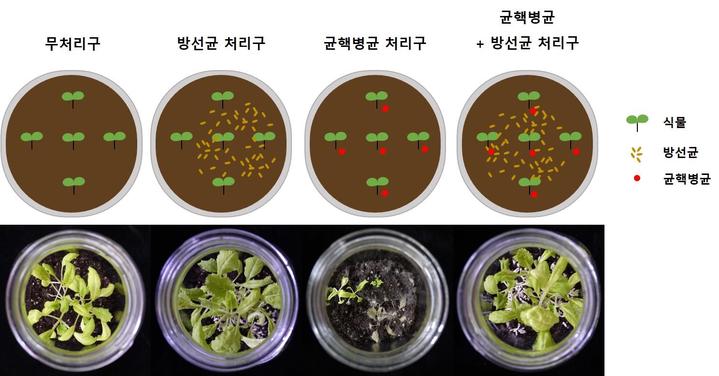 [서울=뉴시스] 자생 방선균 '스트렙토마이세스 뮤리누스 JS029'의 균핵병 발생 억제 효능. (사진=국립생물자원관 제공). 2021.11.02. photo@newsis.com *재판매 및 DB 금지