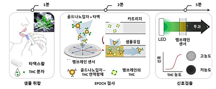 [대전=뉴시스] EPOCH 기술을 이용한 마리화나 검출 과정. *재판매 및 DB 금지