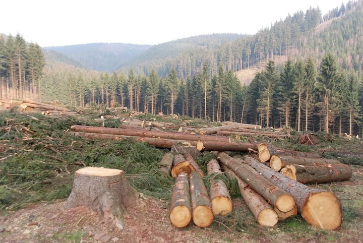 [서울=뉴시스]유엔기후변화협약 당사국총회(COP26)에서 100개가 넘는 나라들이 기후변화의 주요 원인으로 꼽히고 있는 삼림 벌채를 2030년까지 중단하기로 약속했다고 영국 정부가 1일(현지시간) 밝혔다. 목재로 팔리기 위해 벌목된 나무들. <사진 출처 : 내셔널 지오그래픽> 2021.11.2