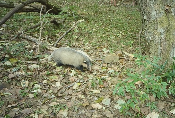 [산청=뉴시스] 지리산국립공원내 오소리. *재판매 및 DB 금지