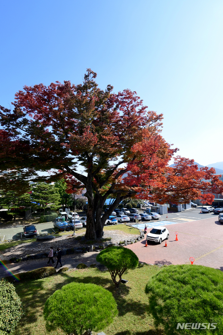 [남해=뉴시스] 차용현 기자 = 따스한 가을볕이 내리쬐는 2일 오후 경남 남해군 남해군청 광장에 심겨져 있는 수령 450년이 넘은 느티나무에 붉은 단풍이 물들어 눈길을 끌고 있다. 2021.11.02. con@newsis.com