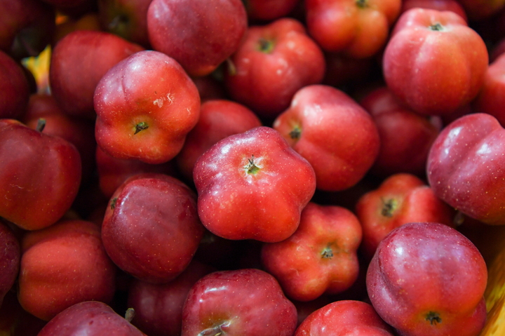  영주 별사과 '가을스타' (사진=영주시 제공) *재판매 및 DB 금지