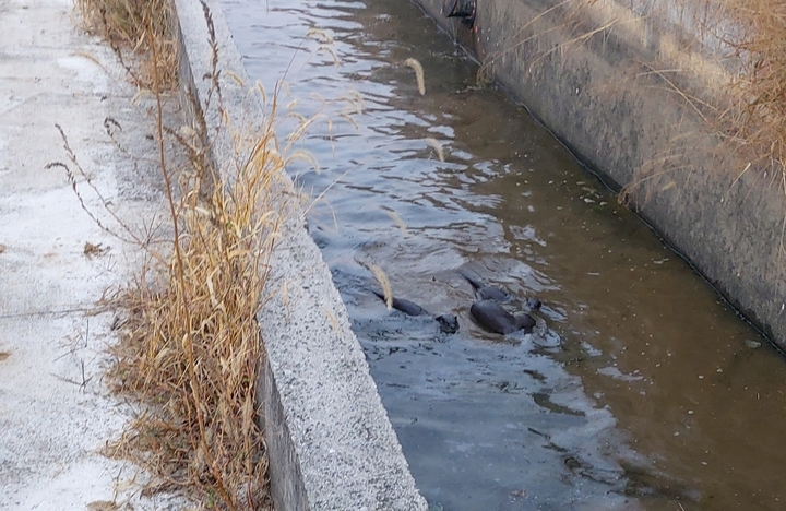 [익산=뉴시스] 강명수 기자 =전북 익산시 함라면 장점마을 인근에서 4일 촬영된 수달. 장점마을은 집단 암 발병 사태 극복을 위해 친환경 생태마을로의 조성을 위한 사업이 전개되고 있다. (사진 =주민 제공) 2021.11.04. photo@newsis.com *재판매 및 DB 금지