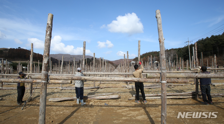[평창=뉴시스] 김경목 기자 = 겨울이 시작된다는 입동인 7일 오전 인부들이 강원도 평창군 대관령면에서 황태를 만들기 위해 명태를 걸기 위한 덕을 세우고 있다. 2021.1.07. photo31@newsis.com