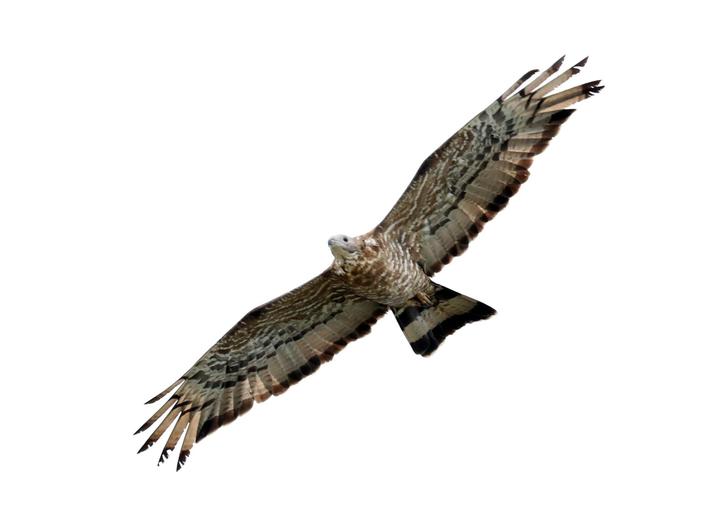 [서울=뉴시스] 멸종위기 야생생물 Ⅱ급 벌새. (사진=국립생물자원관 제공). 2021.11.09. photo@newsis.com *재판매 및 DB 금지