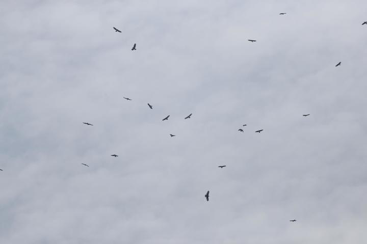 [서울=뉴시스] 소청도 상공을 비행하는 맹금류 무리. (사진=국립생물자원관 제공). 2021.11.09. photo@newsis.com *재판매 및 DB 금지