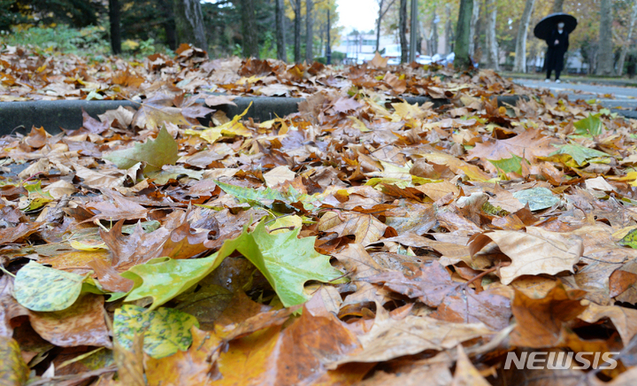 [전주=뉴시스] 김얼 기자 = 쌀쌀한 가을 날씨가 이어지고 있는 지난 9일 전북 전주시 전북대학교 교정에 가을비에 떨어진 낙엽이 쌓여 있다. 2021.11.09. pmkeul@newsis.com