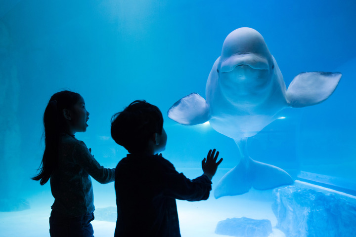 롯데월드 아쿠아리움 메인 수조에서 어린이들과 만나는 벨루가 *재판매 및 DB 금지
