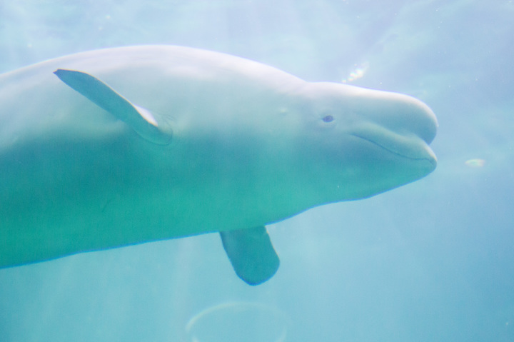 롯데월드 아쿠아리움 메인 수조 안을 유영하는 벨루가 *재판매 및 DB 금지