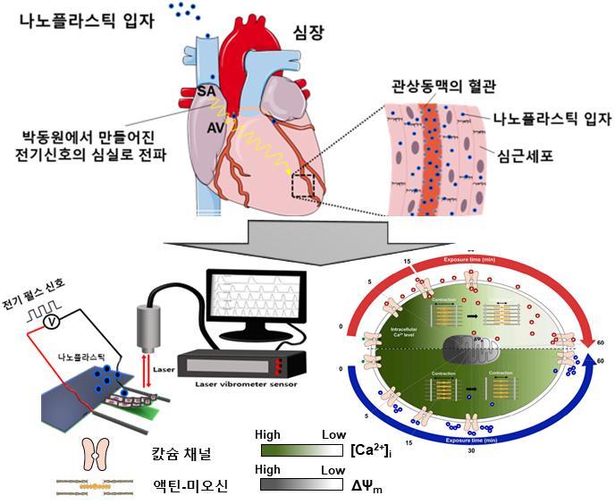 [광주=뉴시스] 전남대 연구팀, 나노플라스틱에 의한 심근세포 수축력 감소기전 규명. (그림 제공 = 전남대학교) *재판매 및 DB 금지