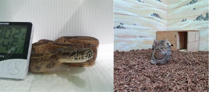 [서울=뉴시스] 국제적 멸종위기종 붉은꼬리보아뱀(좌)과 서벌(우)의 모습. (사진=국립생태원 제공). 2021.11.11. photo@newsis.com *재판매 및 DB 금지