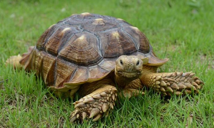 [서울=뉴시스] 국제적 멸종위기종 '설가타육지거북'의 모습. '멸종위기에 처한 야생 동·식물종 국제거래에 관한 협약'(CITES) 부속서 Ⅱ급에 해당하는 국제적 멸종위기종이다. (사진=국립생태원 제공). 2021.11.11. photo@newsis.com *재판매 및 DB 금지