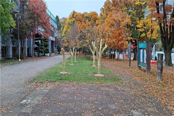 서울시는 오는 15일부터 이번 달 말까지 겨울철 추위와 강설에 대비해 공원과 녹지의 식물을 보호하기 위한 월동준비에 나선다고 12일 밝혔다. 사진은 보라매공원 내 위치한 배롱나무에 볏짚싸기를 시행한 모습. (사진=서울시 제공) 2021.11.12. photo@newsis.com&nbsp;&nbsp; *재판매 및 DB 금지