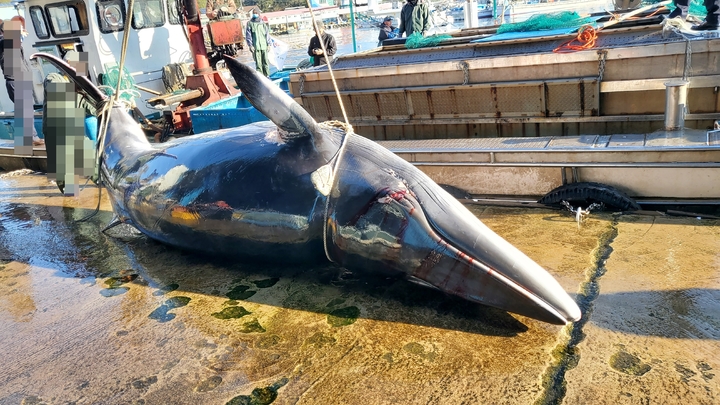 12일 고성 앞바다에서 죽은 채 발견된 밍크고래. (사진=속초해양경찰서 제공) *재판매 및 DB 금지