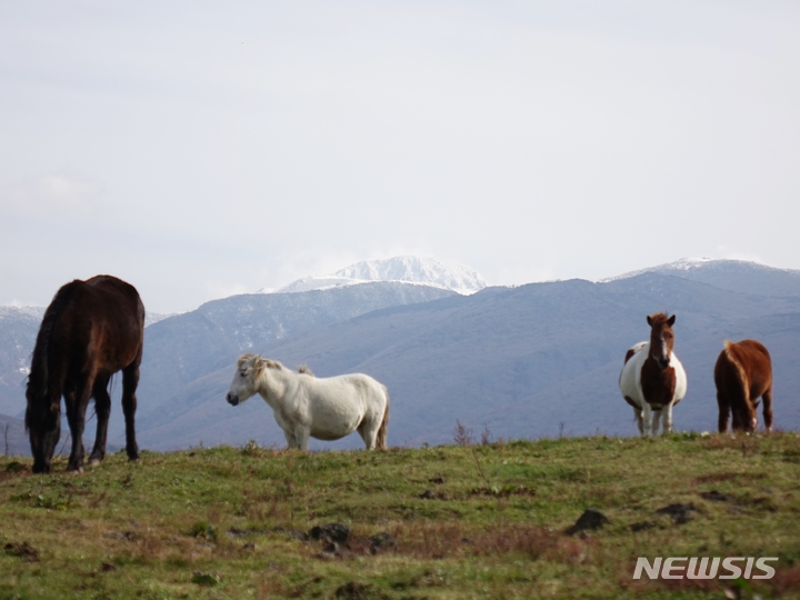 [제주=뉴시스] 제주시 애월읍 광령리 한 목장에서 말들이 풀을 뜯고 있다. (사진=뉴시스DB) photo@newsis.com