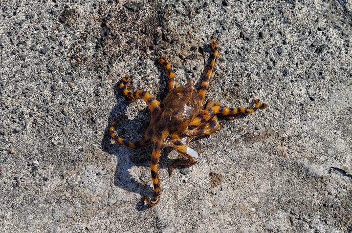 ⓒ제주해양경찰서 *재판매 및 DB 금지