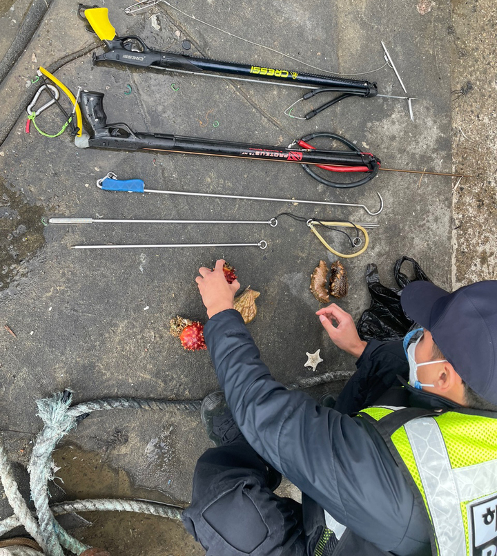 [속초=뉴시스] 김경목 기자 = 14일 속초해양경찰서 경찰관이 양양군 남애항에서 수산물 불법 포획 채취를 한 스쿠버 다이버들의 법률 위반 증거물을 확인하고 있다. (사진=속초해양경찰서 제공) 2021.11.15. photo@newsis.com *재판매 및 DB 금지