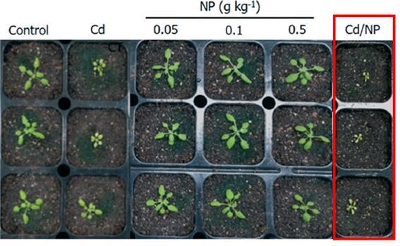 [대전=뉴시스] 카드뮴과 나노플라스틱으로 복합 오염된 토양에서 생육한 식물의 생육상태 비교. 카드뮴과 나노플라스틱 단독으로 오염된 토양은 식물 생육에 큰 영향을 미치지 못하지만 복합 오염된 토양은 독성 상승효과로 식물 생육에 지장을 받는다. *재판매 및 DB 금지