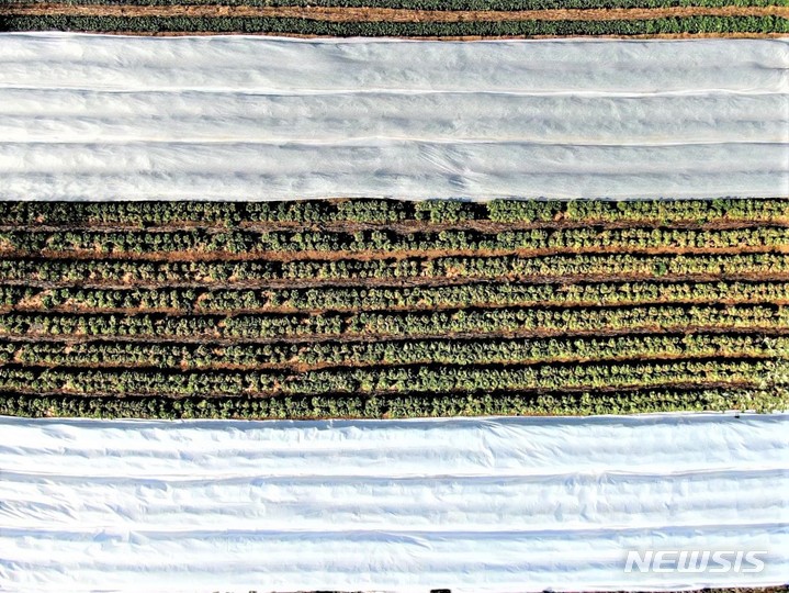 [홍천=뉴시스] 이덕화 기자 =지난 2021년 11월 17일 강원 홍천군 내촌면 화상대리의 한 배추밭에 부직포를 벗은 김장 배추가 농민들의 수확을 기다리고 있다. (사진은 기사와 직접 관련이 없습니다.) 2021.11.17. wonder8768@newsis.com