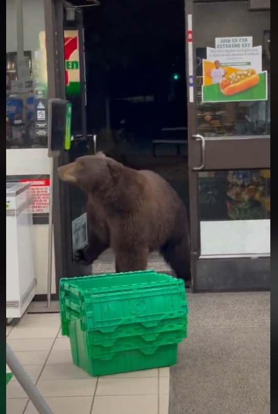 [서울=뉴시스] 16일 미국 캘리포니아의 편의점에서 곰이 문을 열고 들어왔다.(출처 : fmunna83pk 틱톡 화면 캡쳐) 2021.11.18. *재판매 및 DB 금지