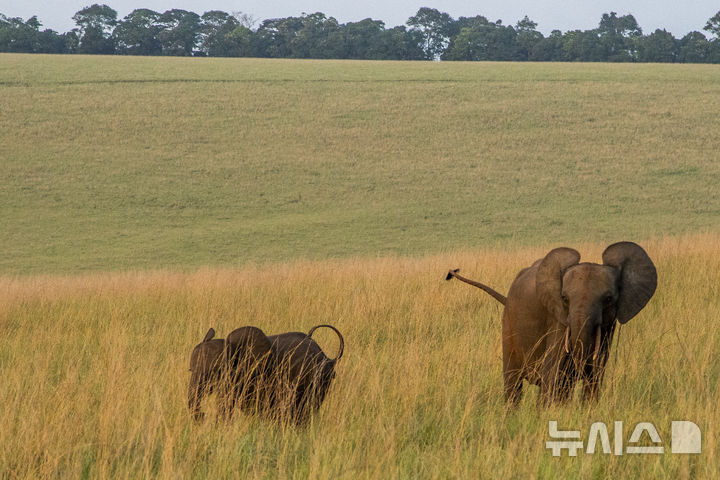 [가봉=AP/뉴시스] 가봉 퐁가라 국립공원 숲속의 초원을 가로지르는 아프리카 산림 코끼리들. 2020.03.11.