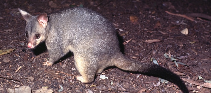 [서울=뉴시스] 뉴질랜드에서 주머니쥐가 여성에게 달라들어 여성이 집안에 갇혀있었다. (출처 : 남호주 환경수자원부 공식 홈페이지) 2021.11.19. *재판매 및 DB 금지