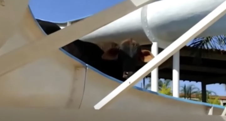 [서울=뉴시스] 브라질 도축장에서 탈출한 소 한 마리가 워터파크에서 미끄럼틀을 타면서 카메라맨을 응시하고 있다. (출처 : Jenny Milkowski 유튜브 영상) 2021.11.19. *재판매 및 DB 금지