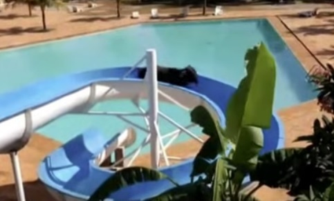 [서울=뉴시스] 브라질 도축장에서 탈출한 소 한 마리가 워터파크에서 미끄럼틀을 타고 있다. (출처 : Jenny Milkowski 유튜브 영상) 2021.11.19. *재판매 및 DB 금지