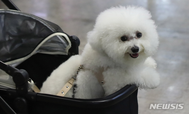 [고양=뉴시스] 조수정 기자 = 반려동물 산업 박람회 '케이펫페어 일산'이 개막한 19일 오전 경기 고양시 일산 킨텍스에서 반려동물들이 부스를 둘러보고 있다. 2021.11.19. chocrystal@newsis.com