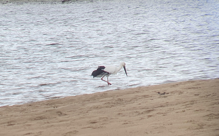 [익산=뉴시스] 강명수 기자 =22일 전북 익산 만경강 중류에서 생태연구가 유칠선 박사에게 발견된 황새. (사진 =유칠선 박사 제공) 2021.11.22. photo@newsis.com *재판매 및 DB 금지