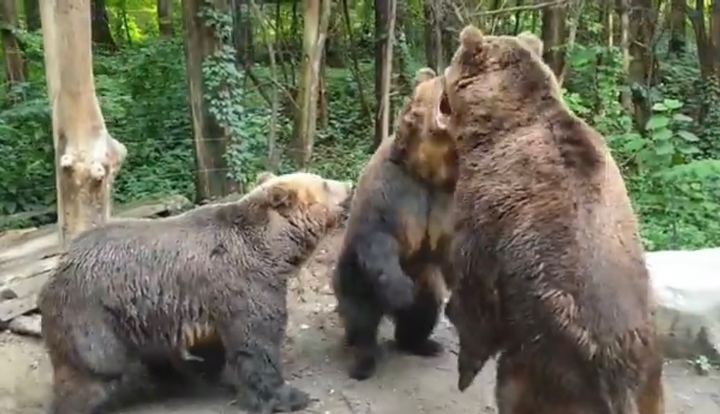 [서울=뉴시스] 에버랜드에서 불곰 세 마리가 싸우는 모습이다. (출처: Bass 호크 유튜브 영상 캡쳐) 2021.11.22. <*해당 사진은 본문 내용과 관련이 없음.> *재판매 및 DB 금지