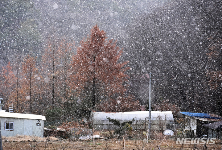 [용인=뉴시스] 김종택기자 = 절기상 소설인 지난달 22일 오후 경기도 용인시 이동읍 천리에 눈이 내리고 있다. 2021.11.22. jtk@newsis.com
