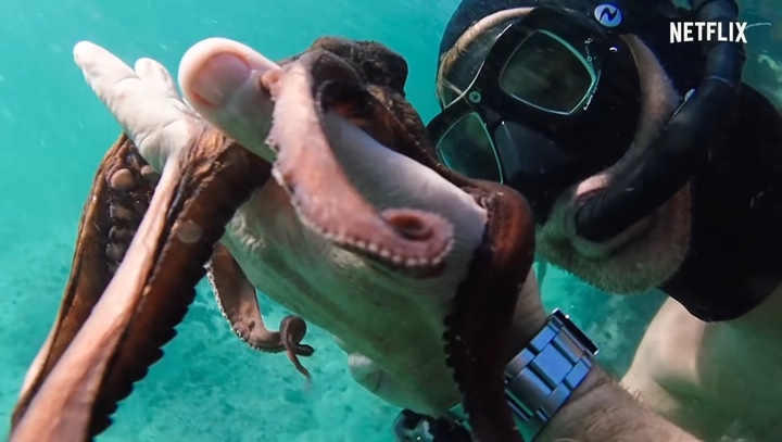 [서울=뉴시스] 지난해 9월7일 넷플릭스가 공개한 다큐 예고편의 한 장면으로, 문어 한 마리와 다이버가 교감을 나누는 모습이다. <출처: Netflix 공식 유튜브 영상 캡쳐> 2021.11.23. *재판매 및 DB 금지