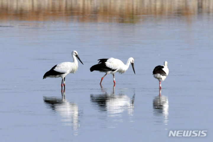 신안 증도에 가락지 낀 황새 4마리, 겨울 나러 왔다