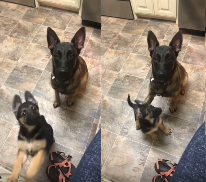 [서울=뉴시스] 지난 23일 독일셰퍼드가 앉으라는 주인의 명령에 자신의 새끼를 앉혔다. (출처 : 레딧 u/1q8b 영상 캡처) 2021.11.25. *재판매 및 DB 금지