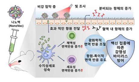 [아산=뉴시스] 이종익 기자 = 나노백신(나노백, NanoVac)의 접종이 지닌 효과적인 면역반응 유도를 통한 감염성 바이러스 방어 전략. (사진=선문대 제공) *재판매 및 DB 금지