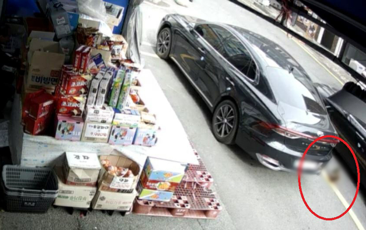 [부산=뉴시스] 차량에 치이는 길고양이 모습. (사진=부산경찰청 제공) *재판매 및 DB 금지