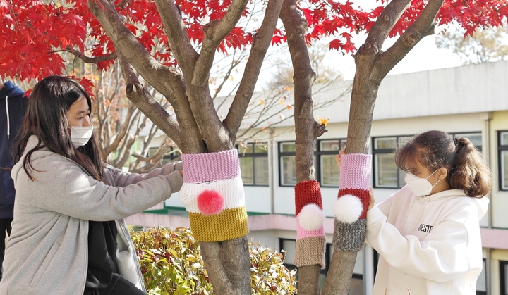 [음성=뉴시스] 강신욱 기자 = 충북 음성 부윤초등학교 6학년생들이 7일 국제 봉사활동인 '세이브 더칠드런 모자뜨기' 캠페인에 동참해 학교숲 나무에 직접 뜬 손뜨개 작품을 덮어주고 있다. (사진=음성교육지원청 제공) 2021.12.07. photo@newsis.com *재판매 및 DB 금지