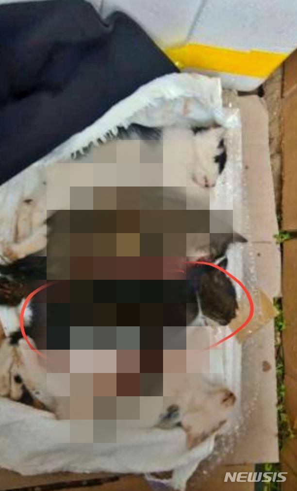 [대구=뉴시스] 이지연 기자 = 온 몸이 골절돼 숨진 채 발견된 새끼고양이 4마리. (사진=대구길고양이보호협회 제공) 2021.12.08. photo@newsis.com