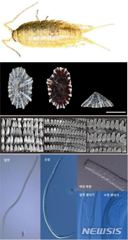 [세종=뉴시스] 독도 신종 후보종인 독도 갯강구(上), 독도고랑딱개비(中), 독도토양외난소선충(下). (사진= 국립생물자원관 제공) 2021.12.09. 