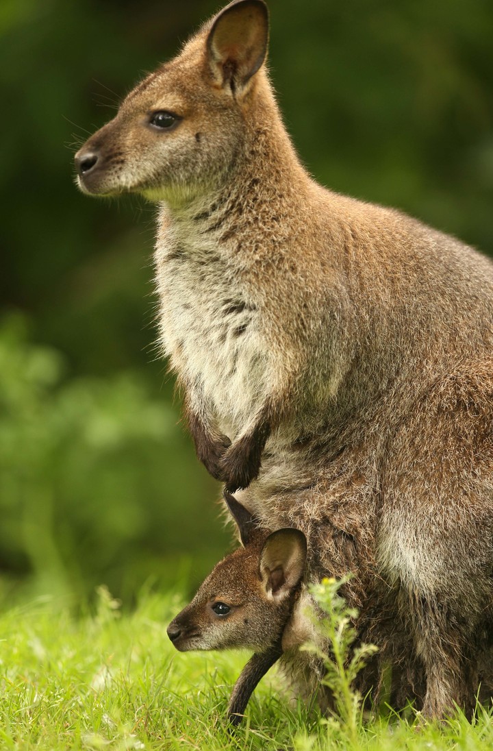 [브뤼셀(벨기에)=AP/뉴시스] 지난 2013년 7월 왈라비가 벨기에 그랜드 핼릿의 한 정원에서 왈라비가 풀을 뜯고 있다. 2013.7.12. *재판매 및 DB 금지