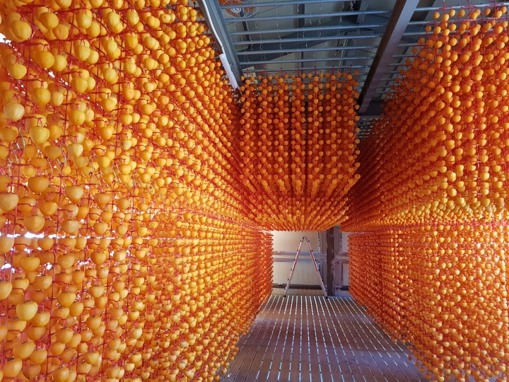 [함양=뉴시스] 함양곶감 만들기. *재판매 및 DB 금지