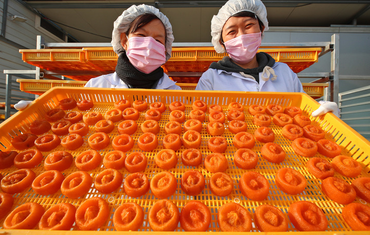 [산청=뉴시스] 산청곶감 도넛 모양 만들기. *재판매 및 DB 금지