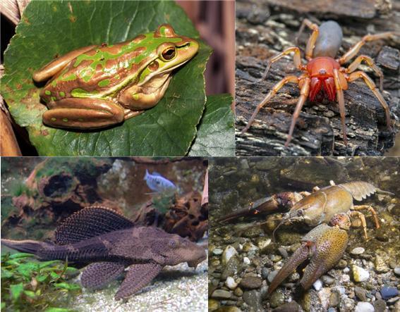 [서울=뉴시스] 오는 13일 '유입주의 생물'로 새롭게 지정되는 외래생물 102종 일부. 왼쪽 상단부터 시계방향으로 그린벨개구리, 돼지거미, 다뉴브유럽가재, 아마존비파. (사진=환경부 제공). 2021.12.12. photo@newsis.com *재판매 및 DB 금지