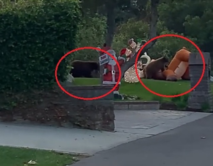 [서울=뉴시스] 지난 9일 미국 캘리포니아주 몬로비아의 도나 하겟이 곰 두 마리 영상을 촬영했다. 영상에 따르면 아기 곰이 루돌프 풍선 인형을 공격하고 있으며, 어미 곰은 뒤에서 아기 곰을 지켜보며 서성이고 있다. (출처 : 도나 하겟 페이스북 홈페이지 영상 캡처) 2021.12.13. *재판매 및 DB 금지