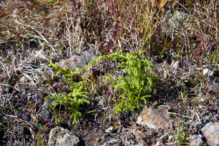 물석송 *재판매 및 DB 금지