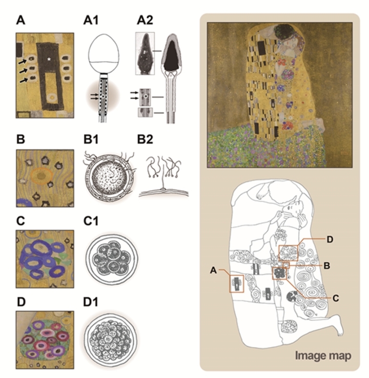 [서울=뉴시스] 고려대학교 의과대학 연구팀의 <키스> 해석. (사진=고려대학교 의과대학 제공) 2021.12.14. *재판매 및 DB 금지