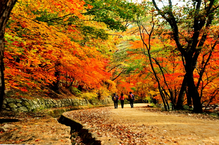 문경새재 길 (사진=문경시 제공) *재판매 및 DB 금지