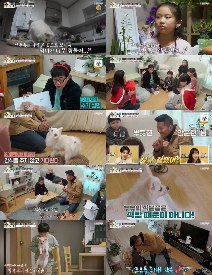 [서울=뉴시스] 지난 13일 방송된 KBS2 '개훌륭'에는 식탐과 식분증을 보이는 포메라니안 고민견 '우유'가 등장했다 2021.12.14 (사진=KBS2 '개는 훌륭하다' 캡쳐) photo@newsis.com*재판매 및 DB 금지 *재판매 및 DB 금지